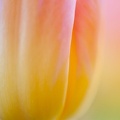 Tulipes