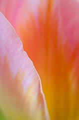 Tulipes