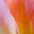 Tulipes