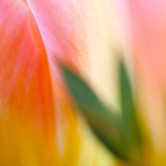 Tulipes