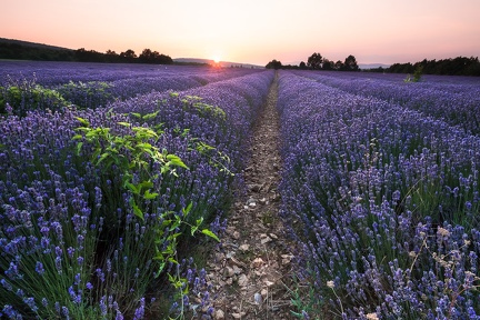 La mauvaise herbe