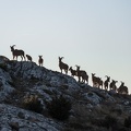 Les mouflons de la Sainte