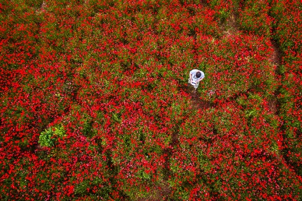 Rouge coquelicots