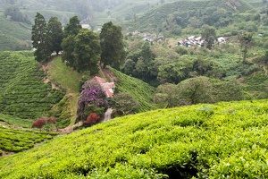 Boh Tea Estate
