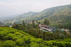 Boh Tea Estate