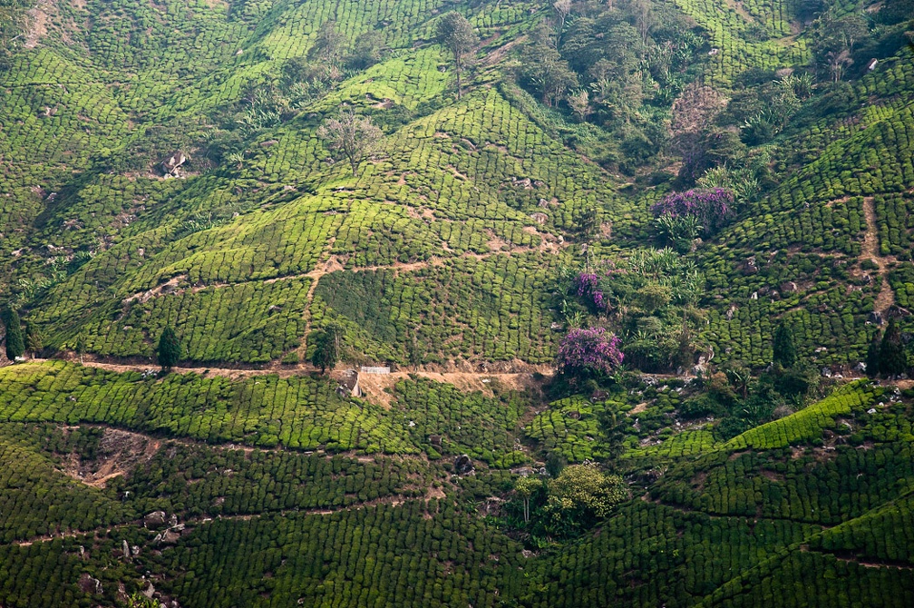 Boh Tea Estate