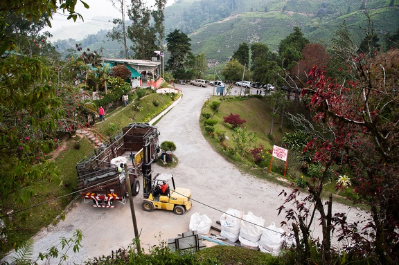 Boh Tea Estate