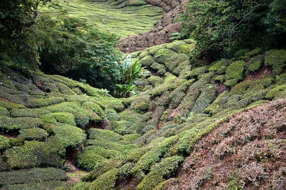 Boh Sungai Palas Tea Estate