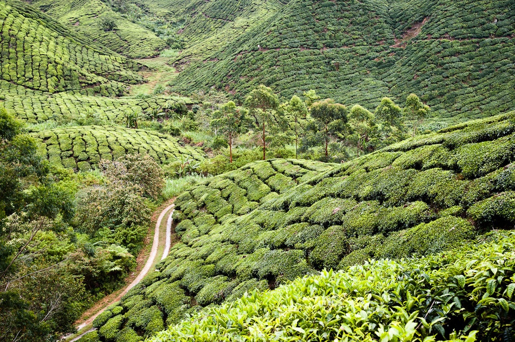 Boh Sungai Palas Tea Estate