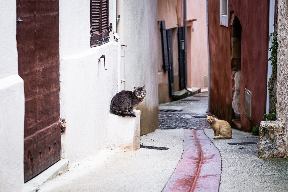 Pas un (mais 2) chats dans la rue