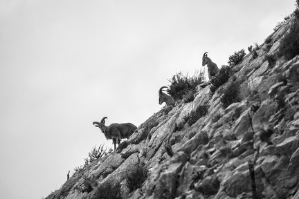 Les mouflons de la Sainte