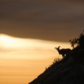 Les mouflons de la Sainte