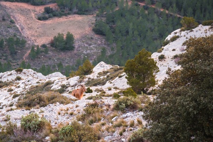 Les mouflons de la Sainte