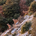 Les mouflons de la Sainte