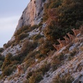 Les mouflons de la Sainte