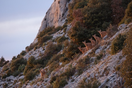 Les mouflons de la Sainte