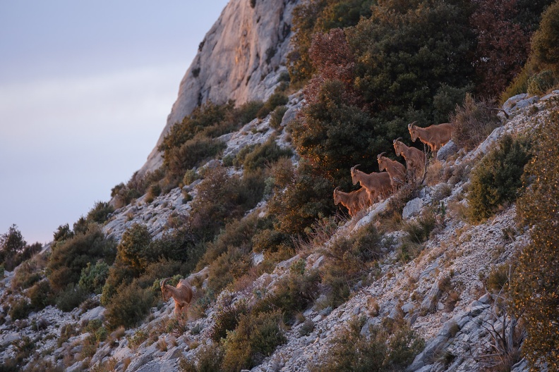 Les mouflons de la Sainte