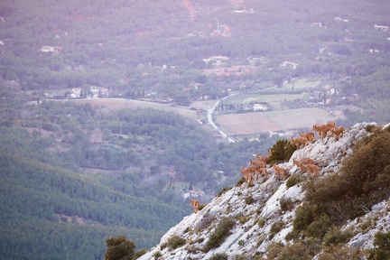 Les mouflons de la Sainte