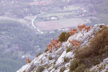 Les mouflons de la Sainte