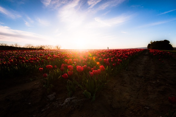 Les tulipes de La Brillanne