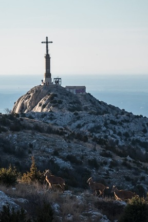 Les mouflons de la Sainte