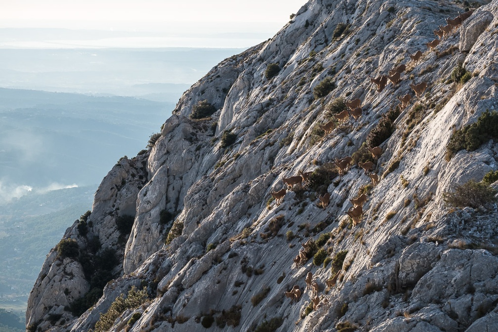 Les mouflons de la Sainte