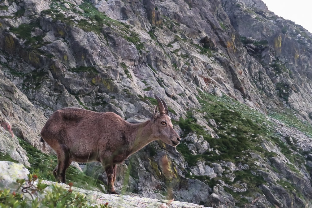 Argentera par le refuge Remondino, depuis le Boreon