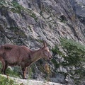 Argentera par le refuge Remondino, depuis le Boreon