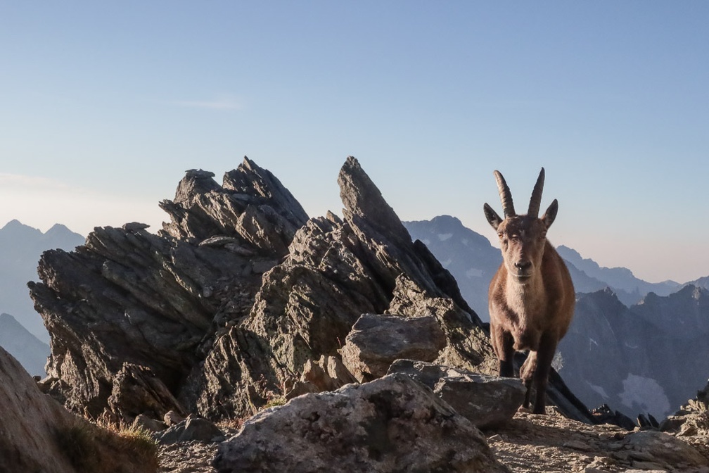 Argentera par le refuge Remondino, depuis le Boreon