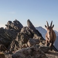 Argentera par le refuge Remondino, depuis le Boreon