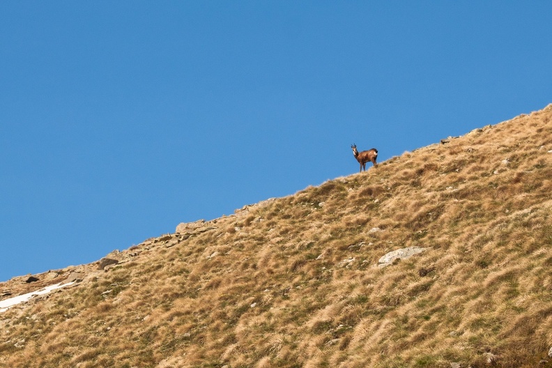 Chamoix sur les crêtes