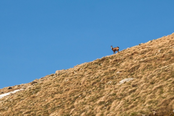 Chamoix sur les crêtes