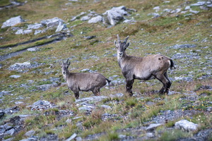 Bivouac à la Pointe Joanne (ou Monte Losetta)