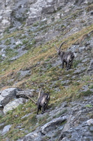Bivouac à la Pointe Joanne (ou Monte Losetta)