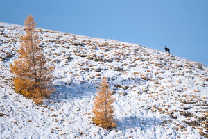 Le chamois