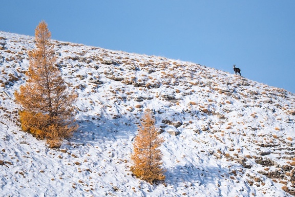 Le chamois
