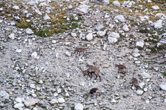 Troupeau de bouquetins remontant le Vallon des Houerts