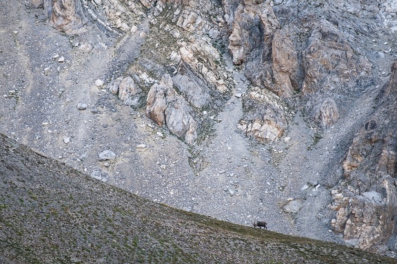 Bouquetin solitaire sur la crête