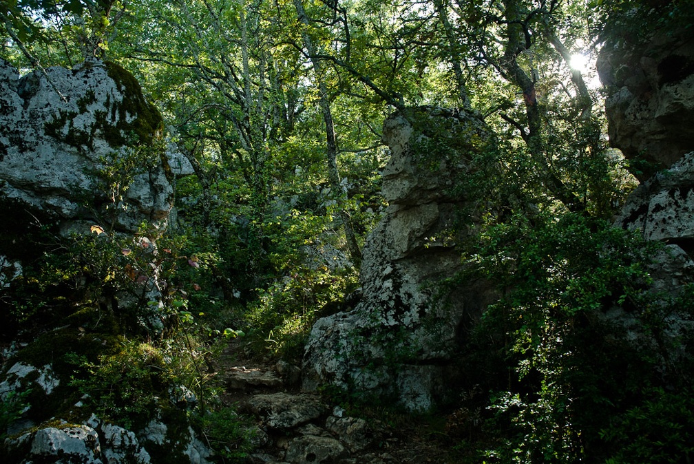 Dans le bois de Païolive