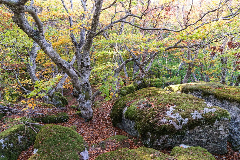 XT520679.jpg
