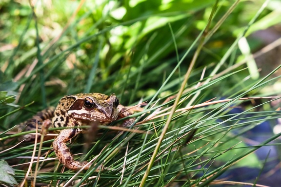 La grenouille