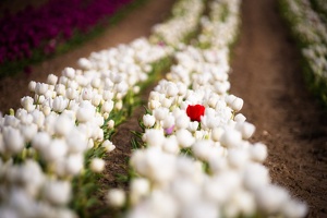 Les tulipes de La Brillanne