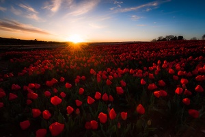 Les tulipes de La Brillanne