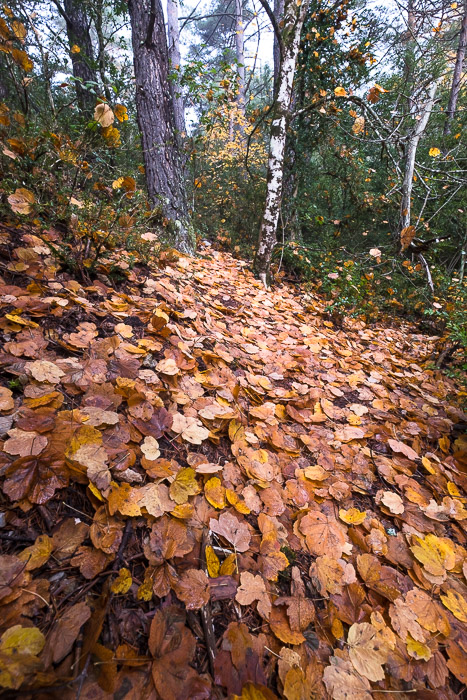 L'automne dans les Gorges