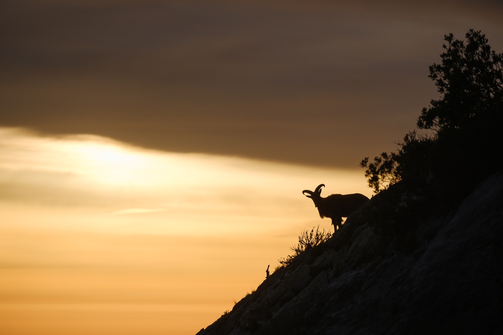 Les mouflons de la Sainte