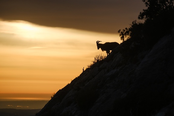 Les mouflons de la Sainte