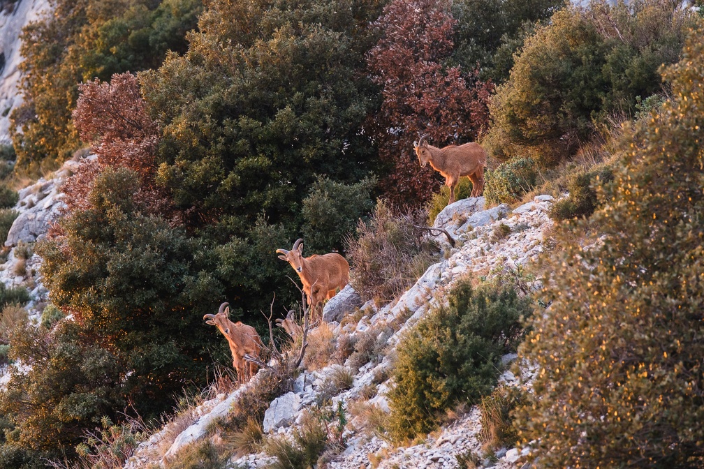 Les mouflons de la Sainte